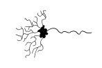 neuron