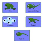 frog lifecycle cards
